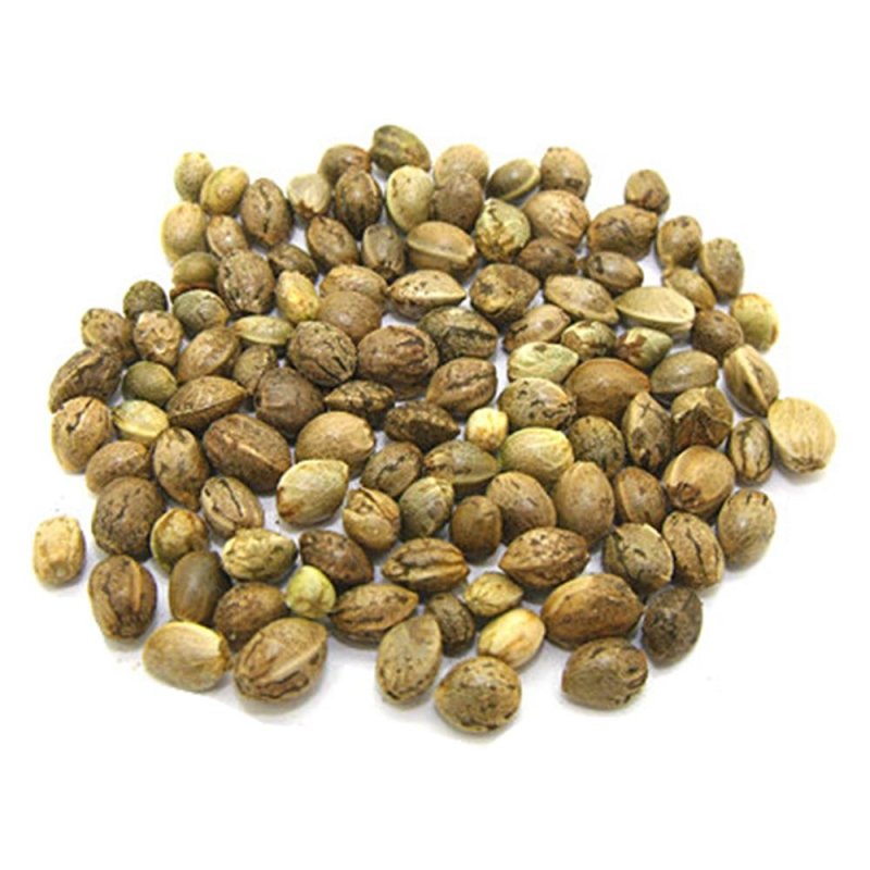 火麻仁，常年批发供应火麻仁量大从优，货真价实