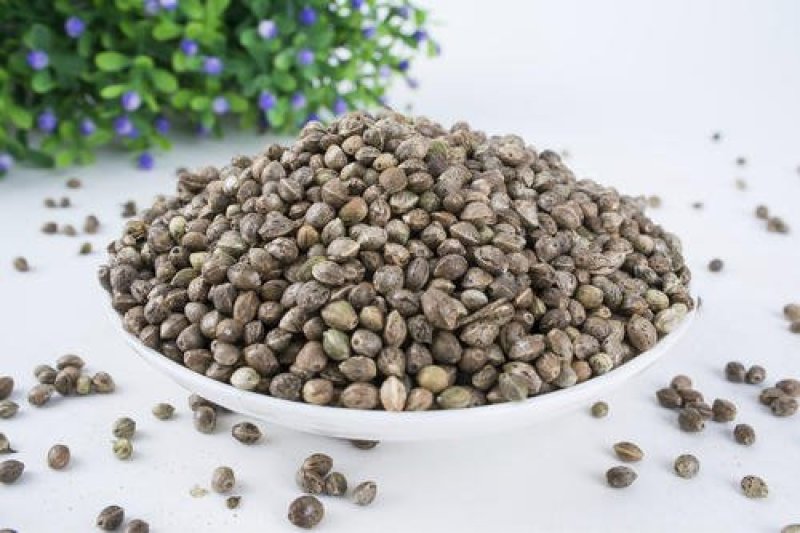 火麻仁，常年批发供应火麻仁量大从优，货真价实