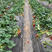 隋株草莓苗脱毒育苗苗子粗壮根系发达送技术包活