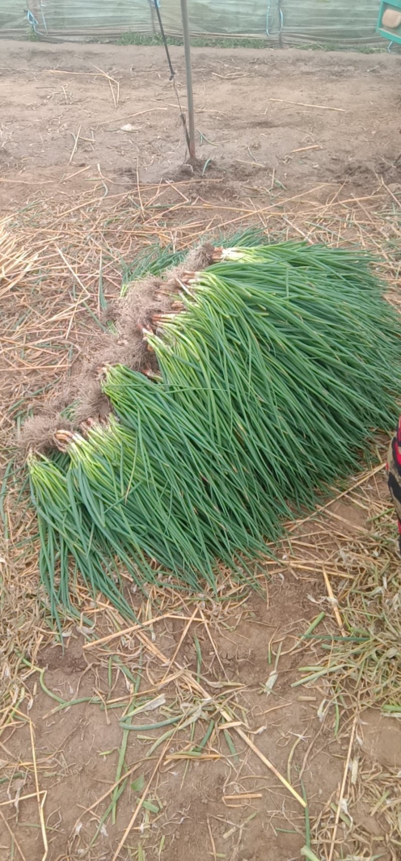香葱小葱25~30cm，王家坝香葱，大量供应