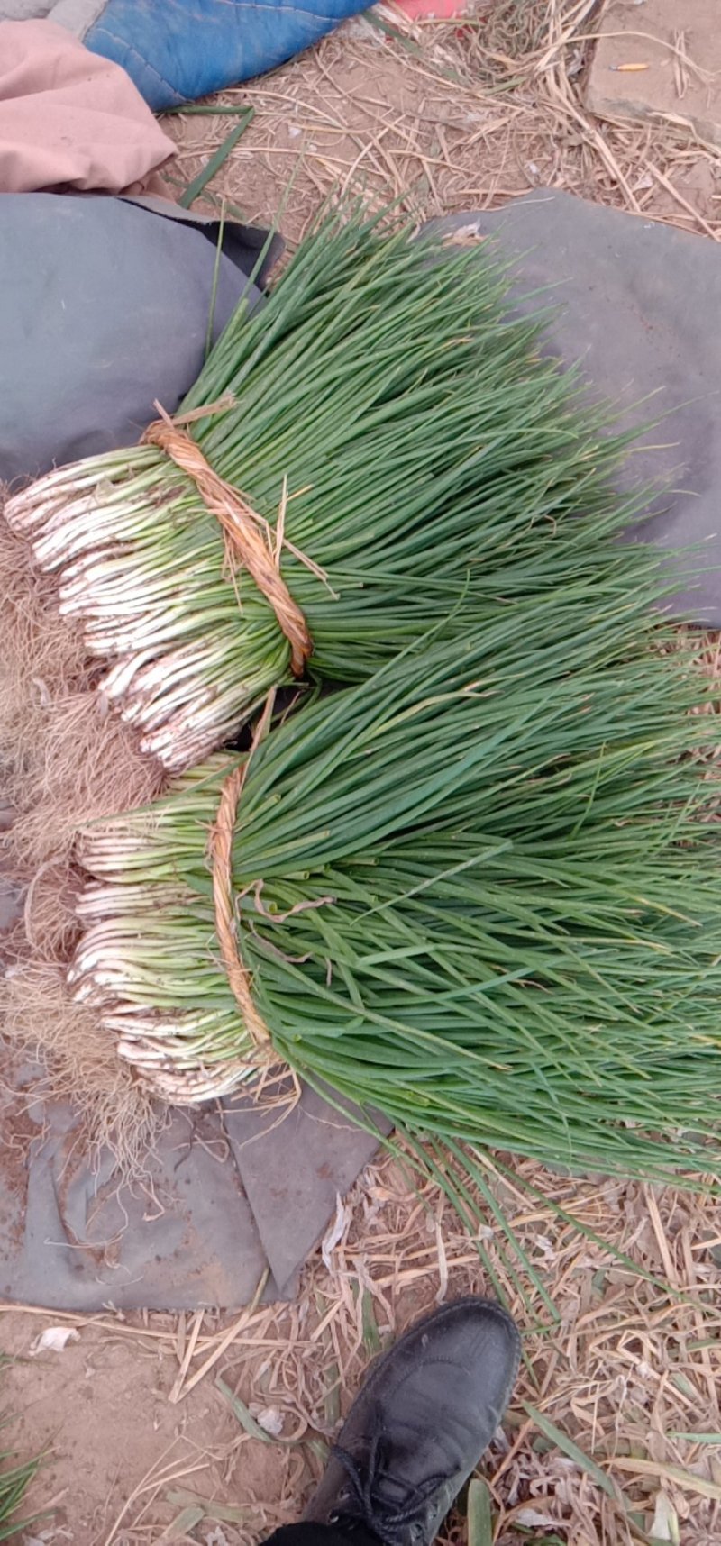 香葱小葱25~30cm，王家坝香葱，大量供应