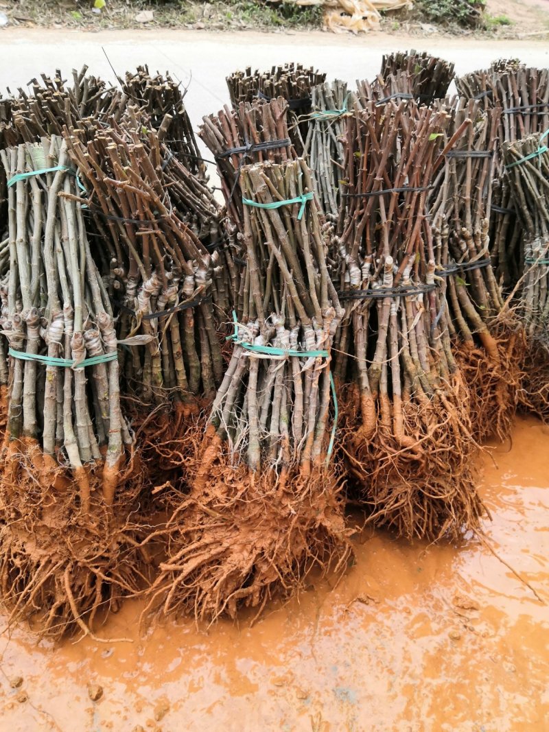 广西青枣苗青枣苗量大从优诚信经营