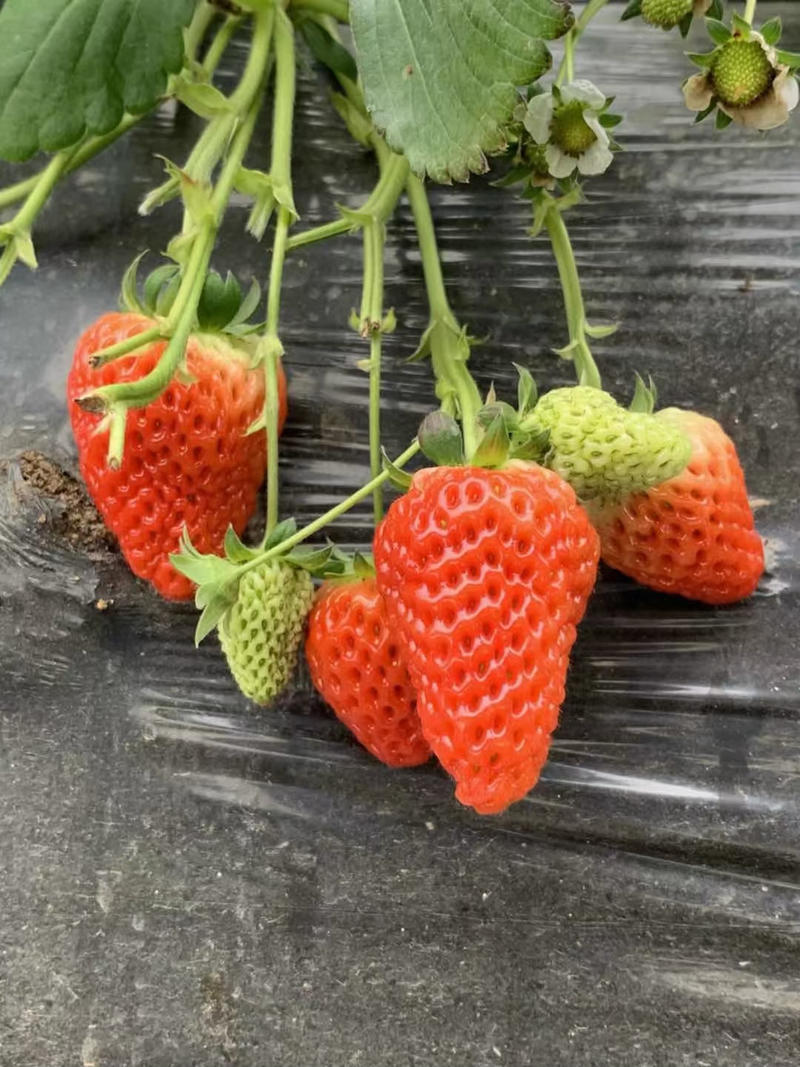 甜宝草莓苗脱毒育苗根系发达包品种包技术包活