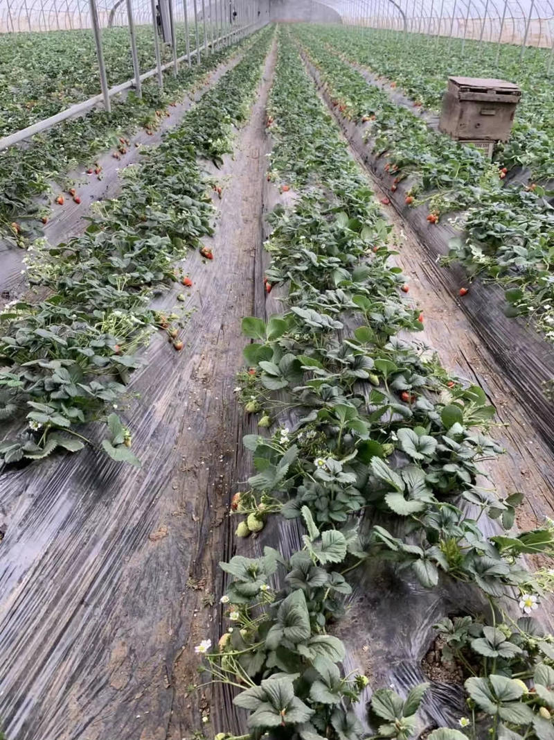 甜宝草莓苗脱毒育苗根系发达包品种包技术包活
