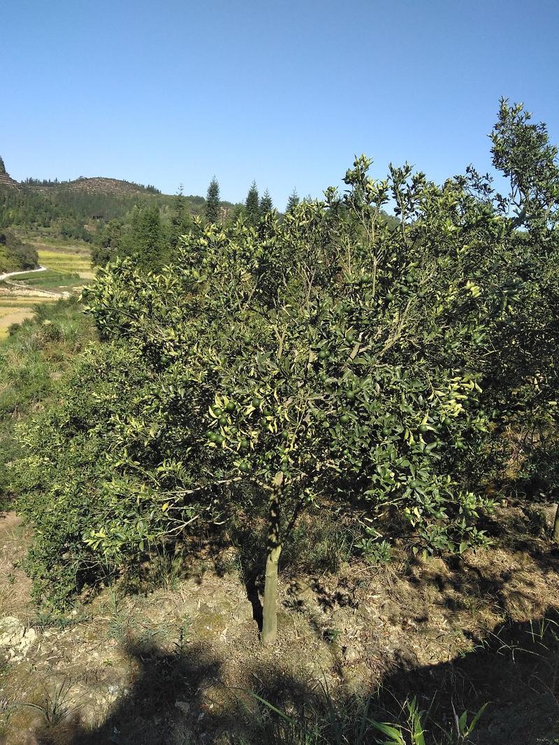 金桔树实生树个大产量高，百年树龄还会挂果。