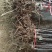 苹果树苗维纳斯黄金苹果苗水蜜桃苹果苗品种纯正