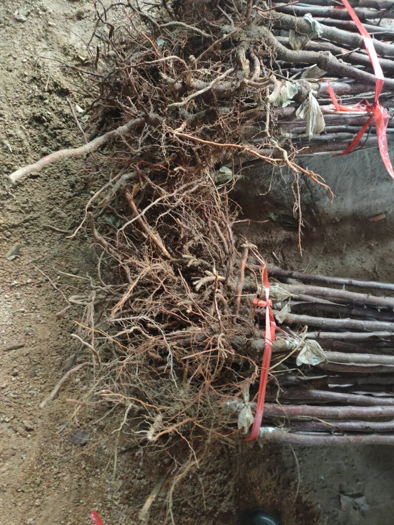 苹果树苗维纳斯黄金苹果苗水蜜桃苹果苗品种纯正