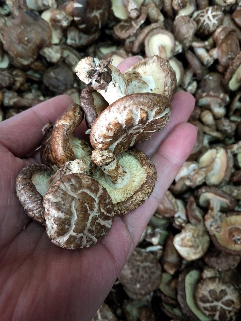 大瑶山香菇蘑菇花菇广西大瑶山香菇干货规格货