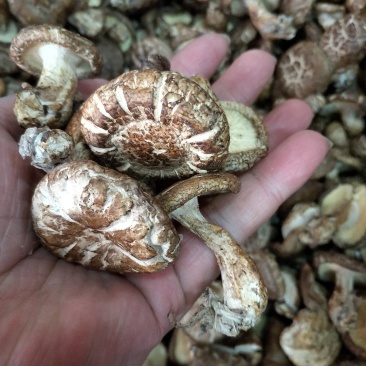 大瑶山香菇蘑菇花菇广西大瑶山香菇干货规格货