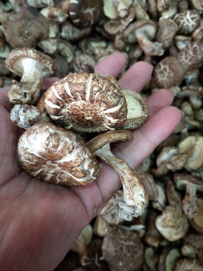 大瑶山香菇蘑菇花菇广西大瑶山香菇干货规格货