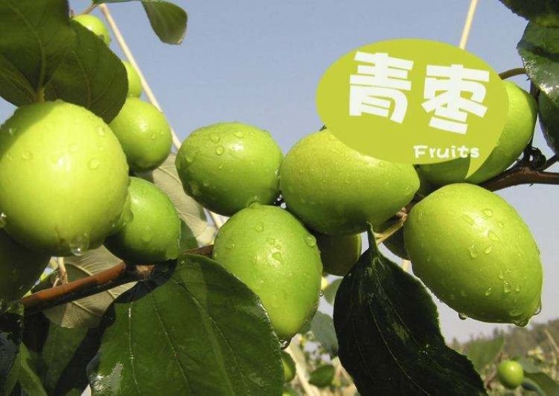 青枣大量上市。，，，，，，，，，