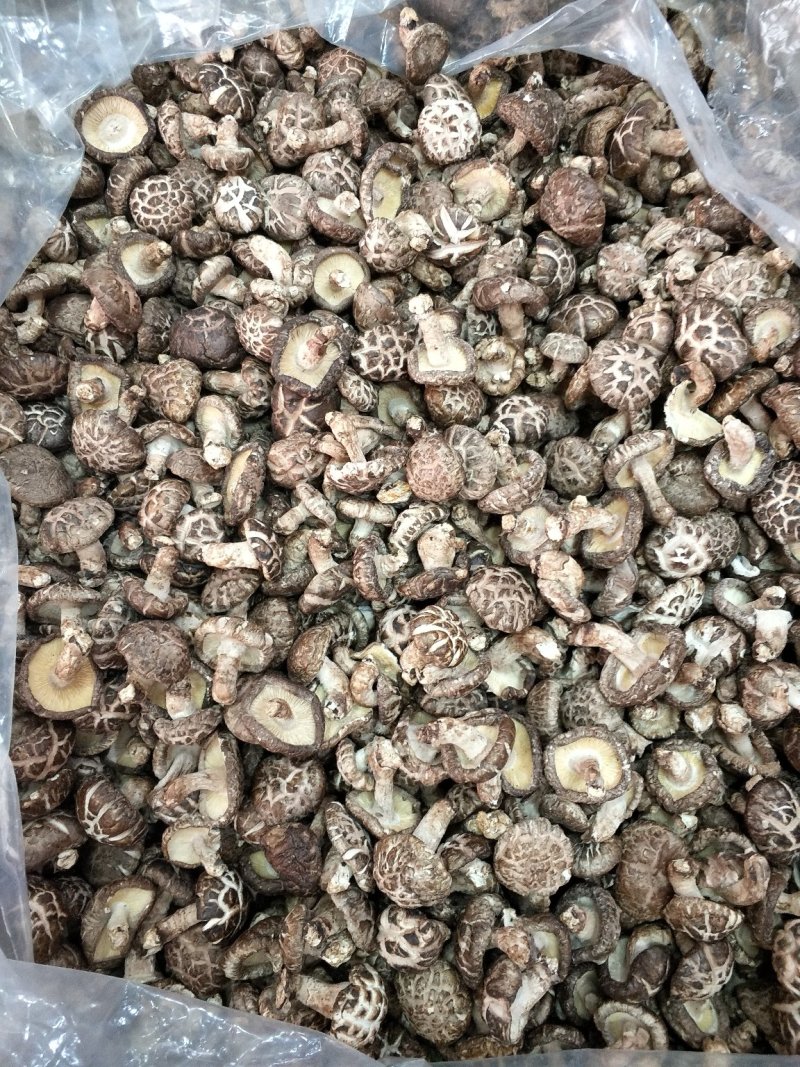 大瑶山香菇蘑菇花菇广西大瑶山香菇