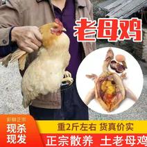 【年货节】2只装农家散养土鸡老母鸡约4.2-5斤