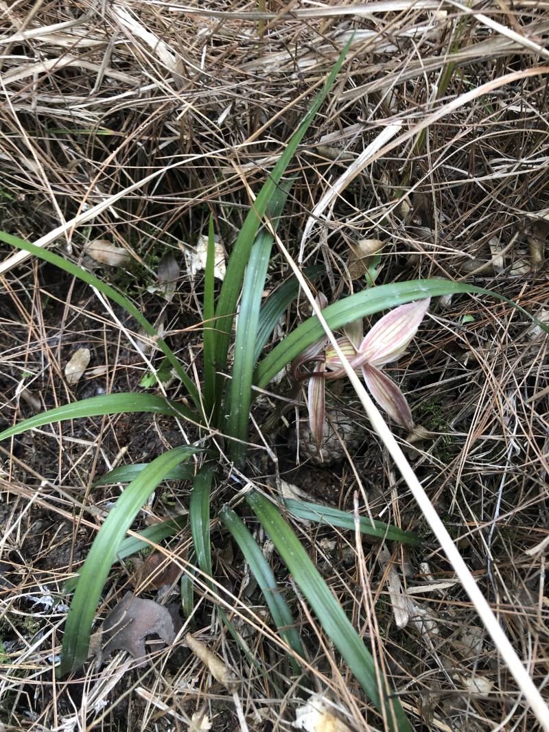 刚下山的川兰春剑兰花，春剑，豆瓣，赌草，等