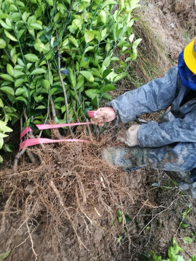 湘枳壳苗，枳壳药材嫁接苗，药材种苗，湖南药材苗