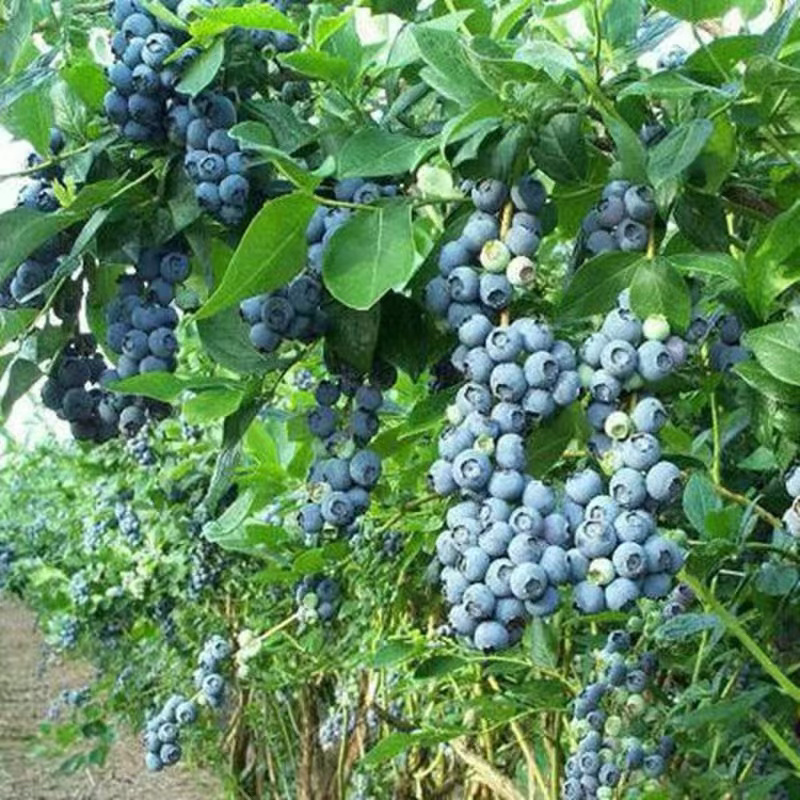 薄雾蓝莓苗基地直供包品种包技术南北方种植产量高