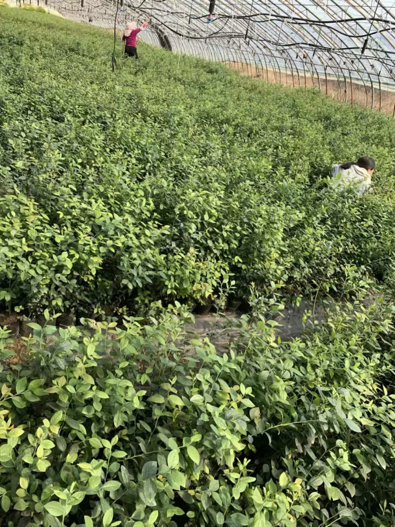薄雾蓝莓苗基地直供包品种包技术南北方种植产量高