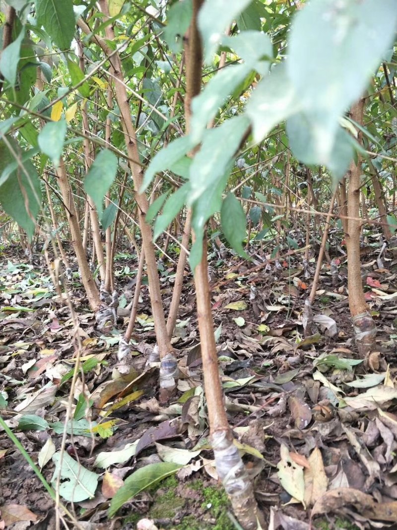 茂县青脆李子苗脱骨脆甜化