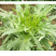 苦荬菜种子鹅草种子增进畜禽食欲进口牧草种子