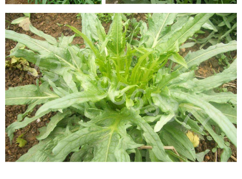 苦荬菜种子鹅草种子增进畜禽食欲进口牧草种子
