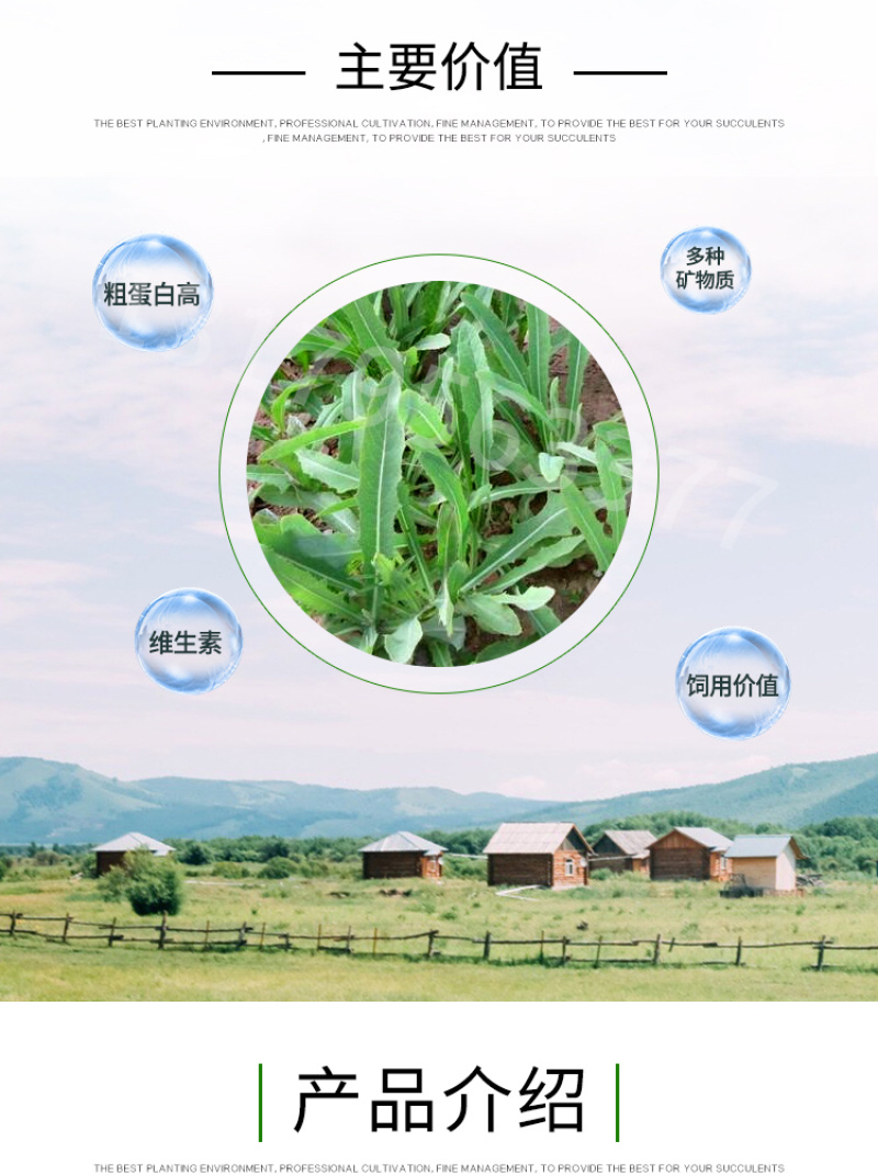 苦荬菜种子鹅草种子增进畜禽食欲进口牧草种子