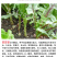 苦荬菜种子鹅草种子增进畜禽食欲进口牧草种子