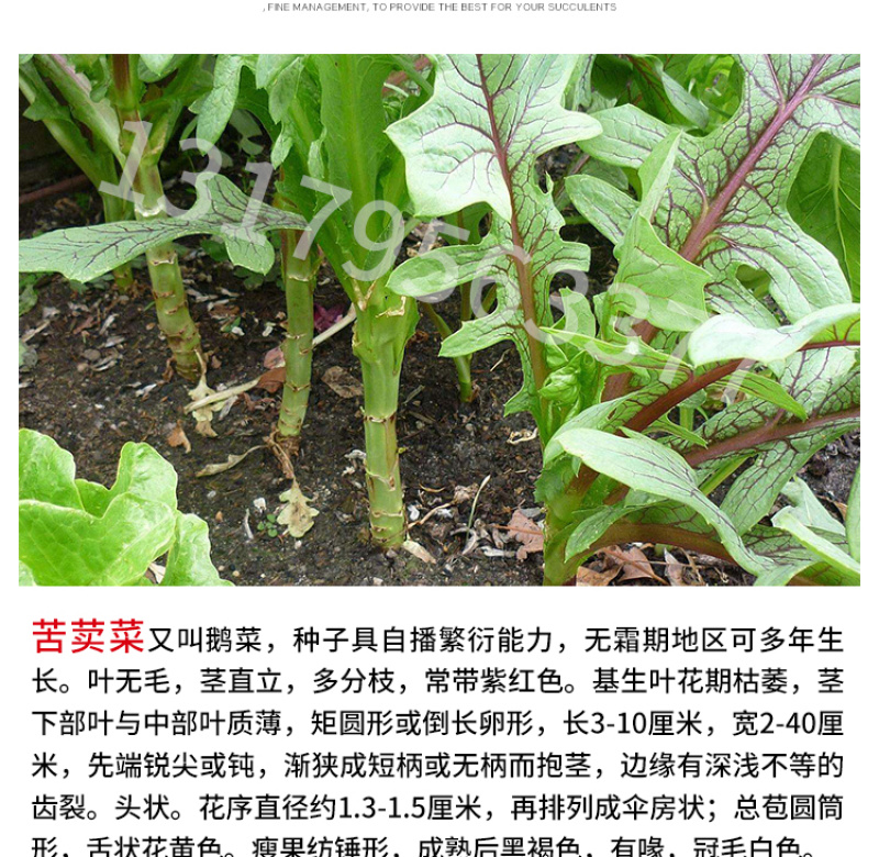 苦荬菜种子鹅草种子增进畜禽食欲进口牧草种子