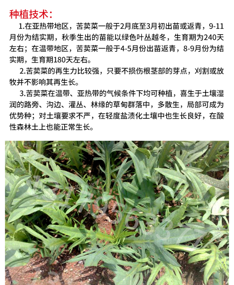 苦荬菜种子鹅草种子增进畜禽食欲进口牧草种子