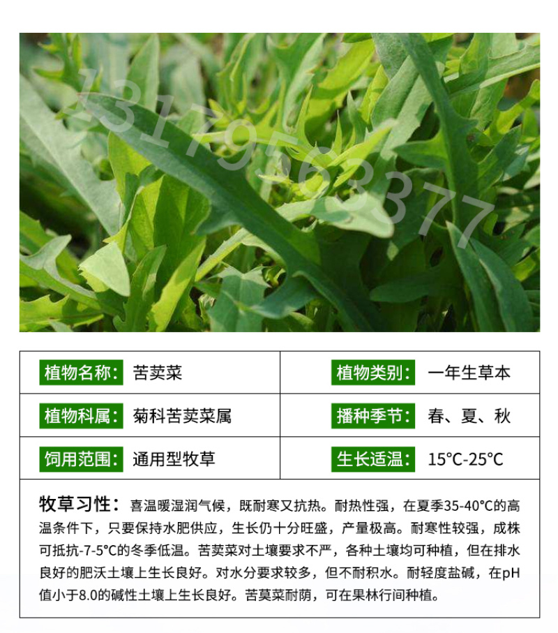 苦荬菜种子鹅草种子增进畜禽食欲进口牧草种子