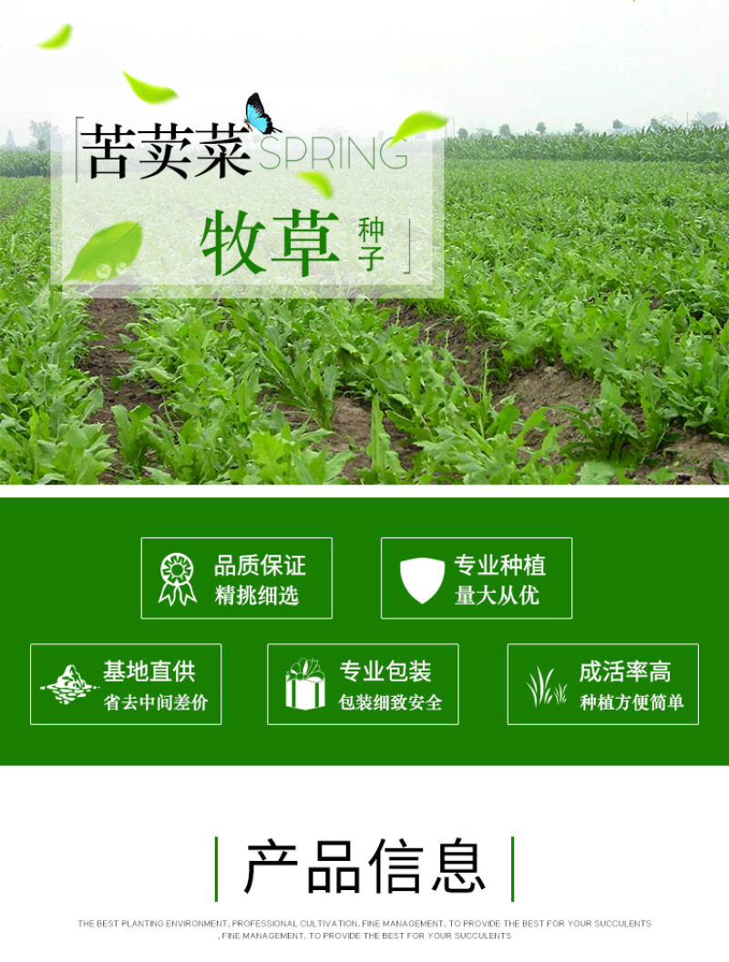 苦荬菜种子鹅草种子增进畜禽食欲进口牧草种子