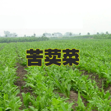 苦荬菜种子鹅草种子增进畜禽食欲进口牧草种子
