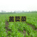 苦荬菜种子鹅草种子增进畜禽食欲进口牧草种子