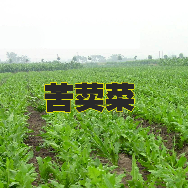 苦荬菜种子鹅草种子增进畜禽食欲进口牧草种子