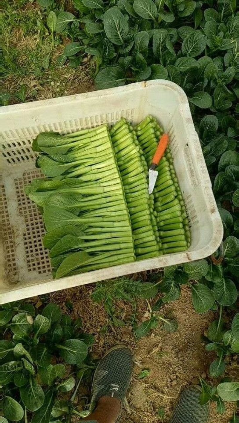 精品菜心货源充足绝对精品一分钱一分货需要联系