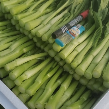 精品菜心货源充足绝对精品一分钱一分货需要联系