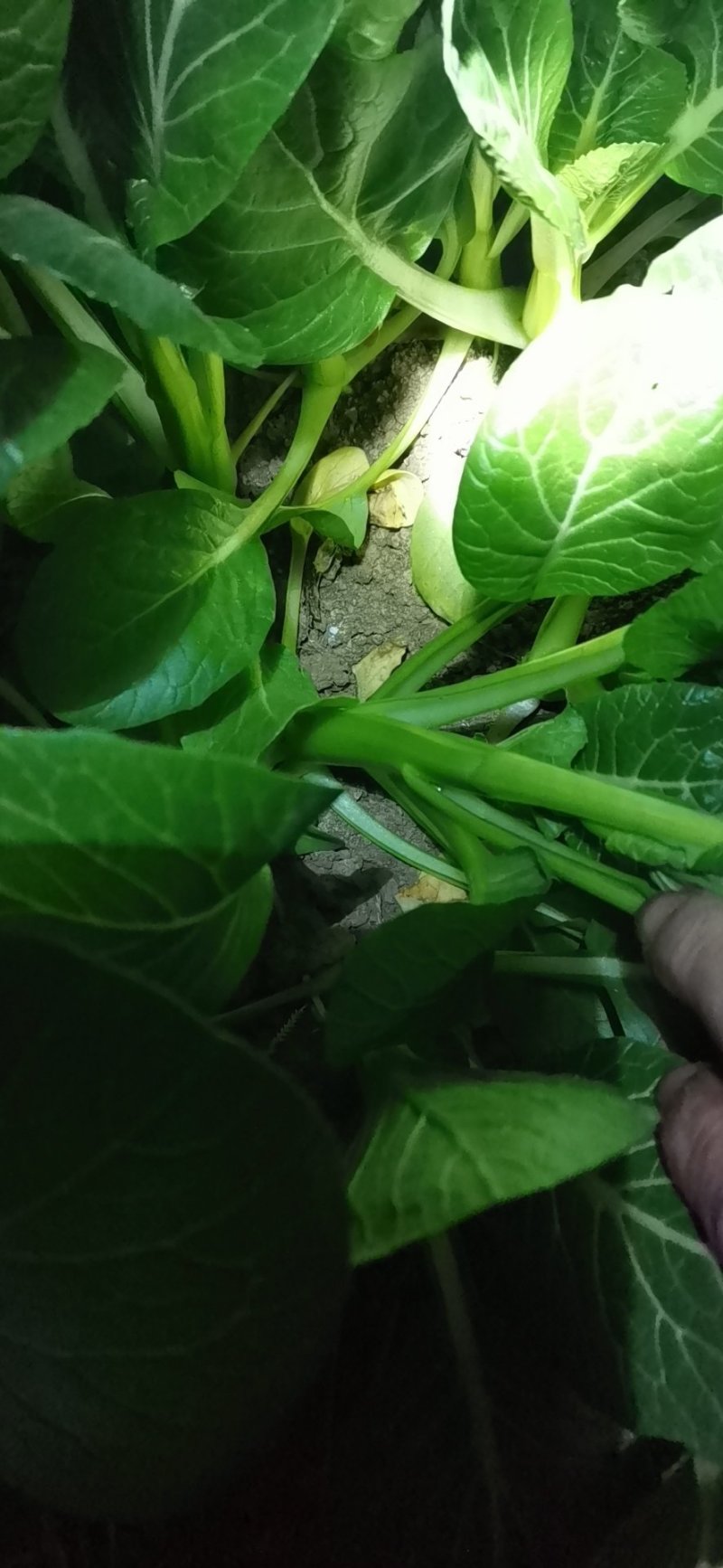 精品菜心货源充足绝对精品一分钱一分货需要联系
