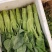 精品菜心货源充足绝对精品一分钱一分货需要联系