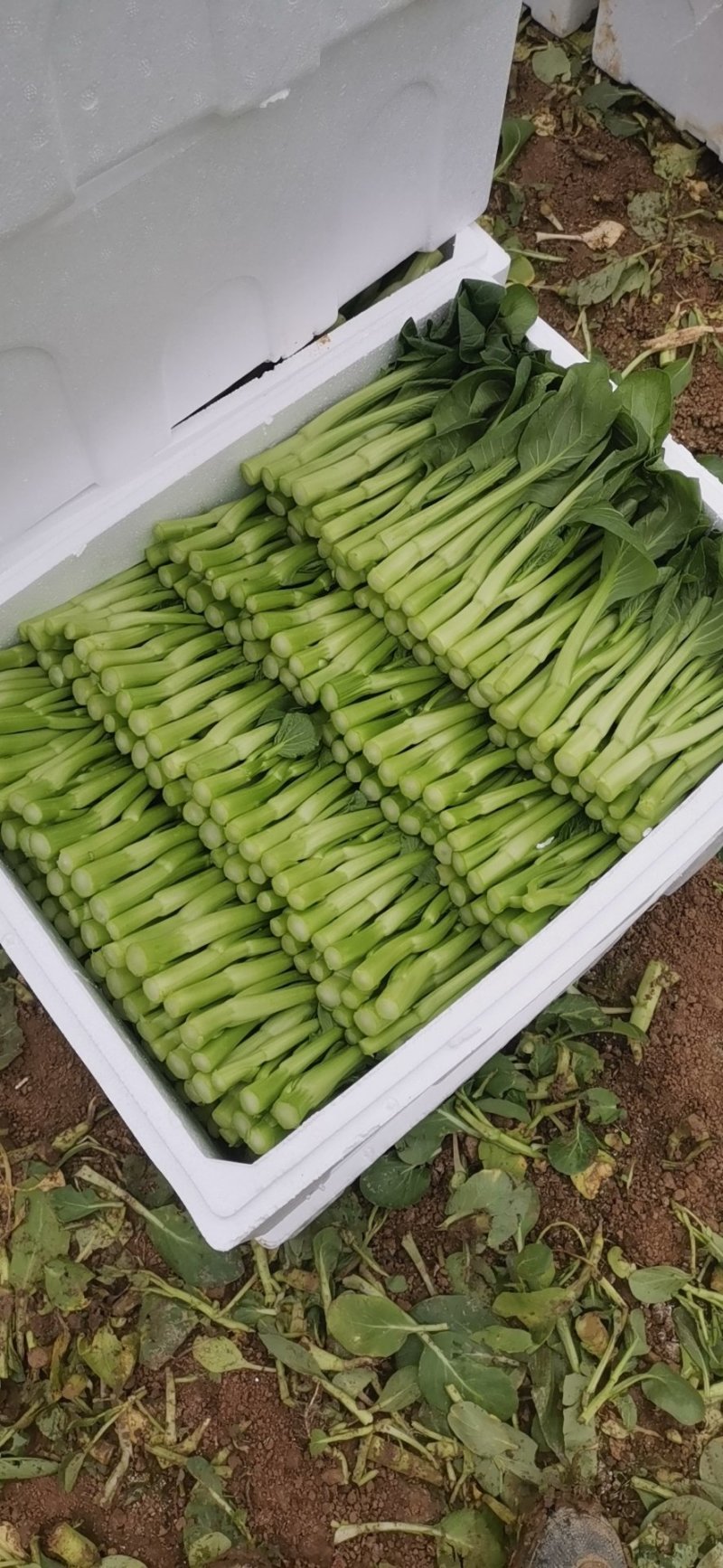 精品菜心货源充足绝对精品一分钱一分货需要联系