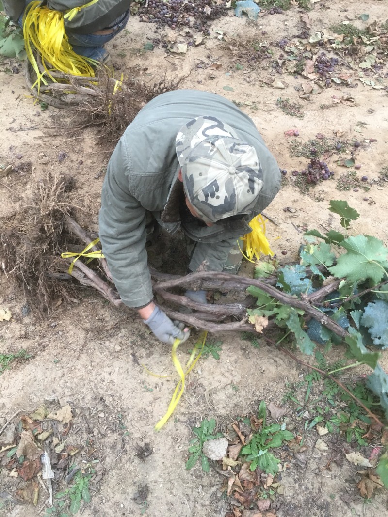 2公分李子树基地种植大量供应欢迎考察参观对接批发商