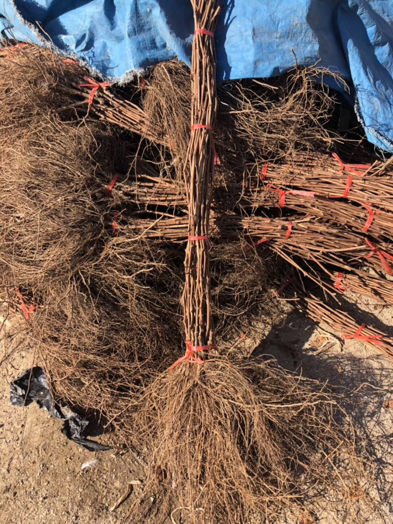 大量批发贝达巨峰各种嫁接葡萄苗各种葡萄种苗。