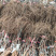 贝达葡萄苗占地大葡萄基地供应欢迎考察