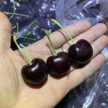 【有好货】智利海运批发车厘子，整板的欢迎对接，价格优势