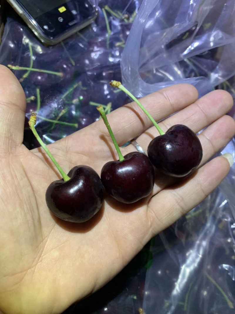 【有好货】智利海运批发车厘子，整板的欢迎对接，价格优势