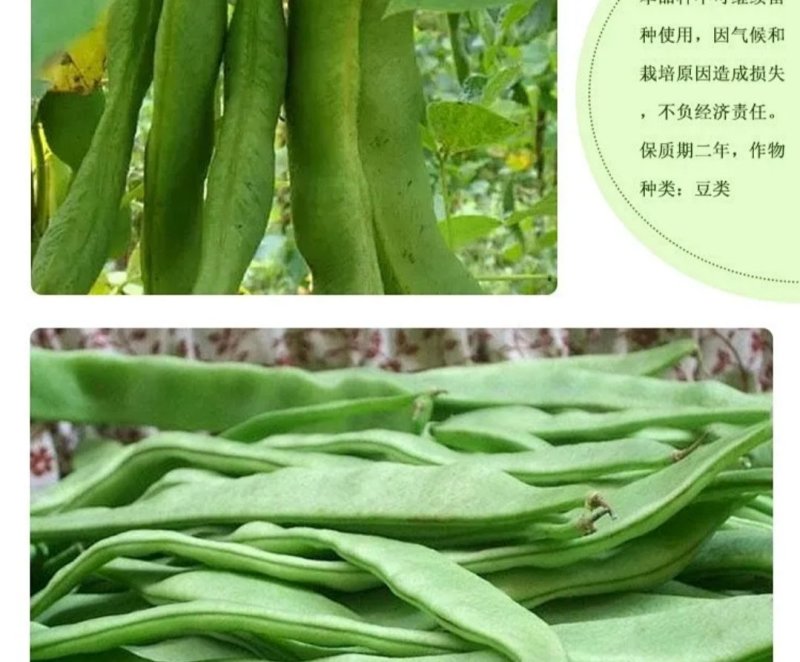 霸王龙k6四季豆种子拖车头白龙马无筋豆角种籽宽豆种