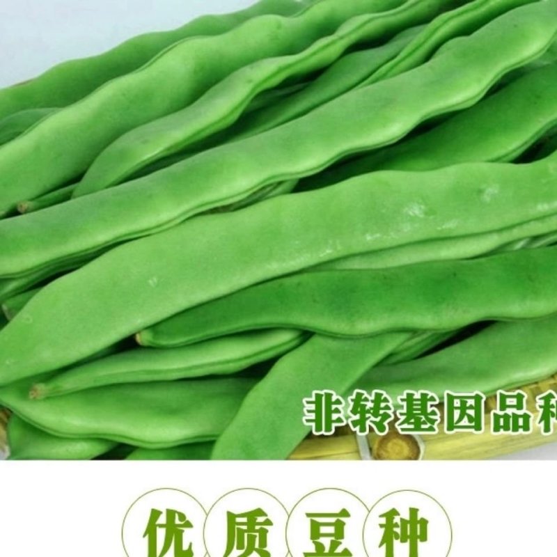 霸王龙k6四季豆种子拖车头白龙马无筋豆角种籽宽豆种