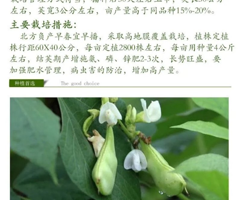 霸王龙k6四季豆种子拖车头白龙马无筋豆角种籽宽豆种