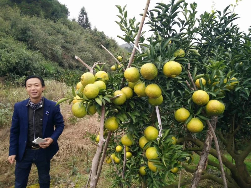 黄金贡柚苗春香苗丑八怪苗丰产性强市场畅销效益好