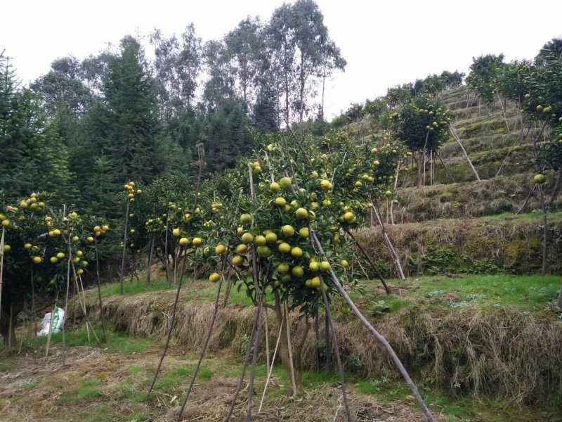 黄金贡柚苗春香苗丑八怪苗丰产性强市场畅销效益好