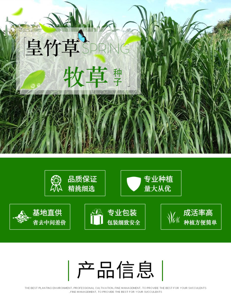 皇竹草种子牧草种子亩产量高四季养殖猪牛羊鸡鸭鹅