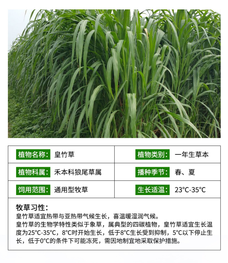 皇竹草种子牧草种子亩产量高四季养殖猪牛羊鸡鸭鹅